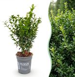 Green boutiQ - 16x Buxus sempervirens - Palmboompje - Haagplanten - Groenblijvend - Groen - Pot 9cm - Hoogte 20-25cm