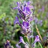 Arborix Bol 6 x Lavandula Intermedia 'Grappenhall' - Lavendel pot 9x9cm