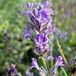 Arborix Bol 6 x Lavandula Intermedia 'Grappenhall' - Lavendel pot 9x9cm