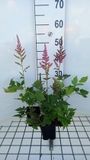 Groendecor Tuinarchitectuur 6x Astilbe hybride 'Vision / Pink'® | pot 9x9 cm
