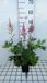 GRDplanten Groendecor Tuinarchitectuur 6x Pluimspirea - Astilbe hybr. 'Vision / Pink'® | 9x9 cm pot