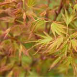 Arborix Acer Palmatum - Japanse esdoorn 50-60 cm pot