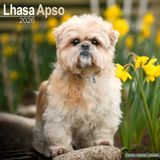 Lhasa Avonside Lhasa Apso Kalender 2026