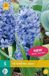 jub Bol Hyacint Aqua bloembollen 5 stuks