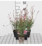 GRDplanten Groendecor Tuinarchitectuur 6x Gaura lindh. 'Siskiyou Pink' - Roze - 9x9 cm pot
