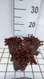 Groendecor Tuinarchitectuur 6x Sedum - Sedum hybr. 'Chocolate Ball' | pot 9x9 cm