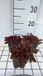 Groendecor Tuinarchitectuur 6x Sedum - Sedum hybr. 'Chocolate Ball' | pot 9x9 cm
