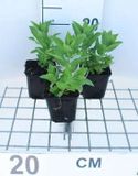 Groendecor Tuinarchitectuur 6x Campanula lact. 'Prichard's Var.' | Bleu-violet | Mi-ombre | Été