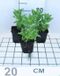 GRDplanten Groendecor Tuinarchitectuur 6x Klokje - Campanula lact. 'Prichard's Var.' | Blauw-paars | Half-schaduw | Zomer