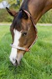 HKM Leren halster -Show- met verzilverde versiering donkerbruin Pony