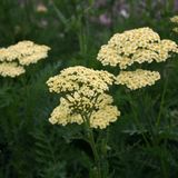 Achillea 'Alabaster' 6 x Duizendblad Pot 9x9 cm - Plante de jardin à fleurs blanches