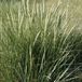 Arborix 6 x Ammophila Arenaria - Helmgras pot 9x9cm - Siergras met Duinse Charme