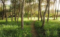KOMAR Blütenzauberwald Vlies Fotobehang 450x280cm 9-banen