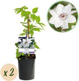 Plantenboetiek.nl | Klimplant - Clematis Miss Bateman - Wit - 2 planten