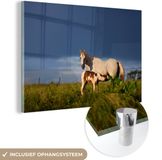 MuchoWow® Glass Painting 150x100 cm - Acrylic Glass Painting - Horses - Grass - Foal - Photo on Glass - Paintings