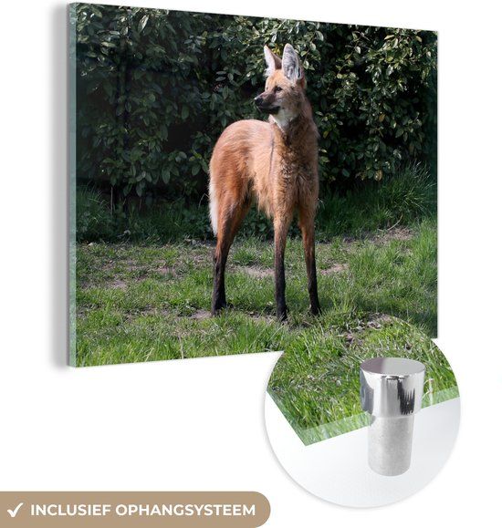 MuchoWow® Glass Painting 120x90 cm - Acrylic Glass Painting - A Maned Wolf in a Green Environment - Photo on Glass - Paintings