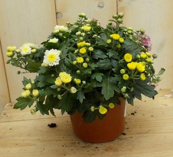 Warentuin natuurlijk Bol 3 stuks! Mini bol chrysant geel
