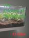 The Science of Everything-The Science of Terrariums Paperback