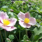Merkloos / Sans marque Boomenplant.be 6x Anemone hupehensis 'September Charm' - Herfstanemoon - Pot 9x9 cm