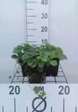 GRDplanten Groendecor Tuinarchitectuur 6x Bosaardbei - Fragaria vesca | 9x9 cm pot