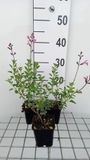 GRDplanten Groendecor Tuinarchitectuur 6x Struiksalie - Salvia nem. 'Pink Beauty' | 9x9 cm pot