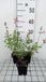 GRDplanten Groendecor Tuinarchitectuur 6x Struiksalie - Salvia nem. 'Pink Beauty' | 9x9 cm pot