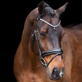 Imperial Riding Hoofdstellen Olympia Cob zwart/zilver