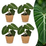 Green boutiQ Philodendron Gloriosum - 4 Planten - Pot 12cm - Hoogte 25cm