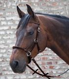Linda Tellington Jones Lindell Hoofdstel - Bitloos - Full - Bruin