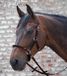 Linda Tellington Jones Lindell Hoofdstel - Bitloos - Full - Bruin
