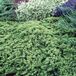 Arborix Juniperus Procumbens 'Nana' - Genévrier nain 25-30 cm pot