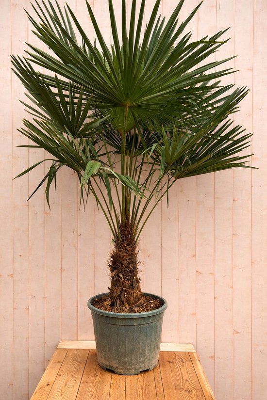 Warentuin natuurlijk - Chinese waaierpalm Trachycarpus fortunei 190 cm