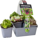 Bloomique Sempervivum Mix - Huislook - Tuinplanten - Winterhard - Bodembedekker - Hoogte 8-12 cm - Pot 7 cm