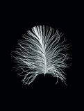 Komar Muurafbeelding | Feather Black | Poster, afbeelding, woonkamer, slaapkamer, decoratie, kunstdruk | zonder lijst | P121B-30x40 | grootte: 30 x 40 cm (breedte x hoogte)