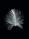 Komar Muurafbeelding | Feather Black | Poster, afbeelding, woonkamer, slaapkamer, decoratie, kunstdruk | zonder lijst | P121B-30x40 | grootte: 30 x 40 cm (breedte x hoogte)