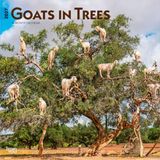 Goats BrownTrout Goats in Trees 2027 12 X 24 Inch (Hanging) Monthly Square Wall Calendar Plastic-Free