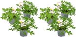 Bloomique - Set van 6 - Pelargonium Graveolens - Citroengeranium - Anti-Muggen - Geurend - Tuinplanten - Hoogte 15-30 cm - Pot 10,5 cm