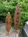 Sculpture en rouille Noble, pomme de pin, 120 cm