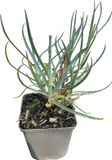 GRDplanten Groendecor Tuinarchitectuur 6x Steenanjer - Dianthus delt. Flashing Light' ('leuchtfunk') | 9x9 cm pot