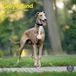 Baker & Bray Greyhound Kalender 2027 Wandkalender