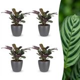 Green boutiQ - Ctenanthe Burle Marxii - Visgraatplant - 4 Planten - Pot 12cm - Hoogte 30cm