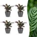 Green boutiQ - Ctenanthe Burle Marxii - Visgraatplant - 4 Planten - Pot 12cm - Hoogte 30cm