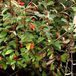 Arborix COTONEASTER FRANCHETII - Dwergmispel 60-80 cm in pot