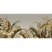 Papier peint panoramique feuilles tropicales 325 cm x 155 cm