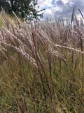 GRDplanten 6x Prachtriet, Reuzenriet - Miscanthus sinensis 'Red Chief' | 9x9 cm pot