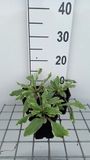 GRDplanten Groendecor Tuinarchitectuur 6x Breemdkroon - Knautia mac. 'Thunder And Lightning' | 9x9 cm pot