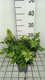 GRDplanten Groendecor Tuinarchitectuur 6x Jzervaren 'Clivicola' - Cyrtomium fort. 'Clivicola' | 9x9 cm pot