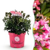 Plantenboetiek.nl Dwerg Rhododendron - Rhododendron Bloombux Magenta - Bloeiende Buxus - Weinig Onderhoud - Roze Bloem - Ø17cm - 30-40cm hoog - Tuinplant