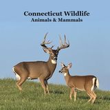 Connecticut Animals and Mammals Kids Wildlife Book