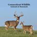 Connecticut Animals and Mammals Kids Wildlife Book